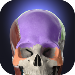 Anatomyka – 3D Human Anatomy Atlas